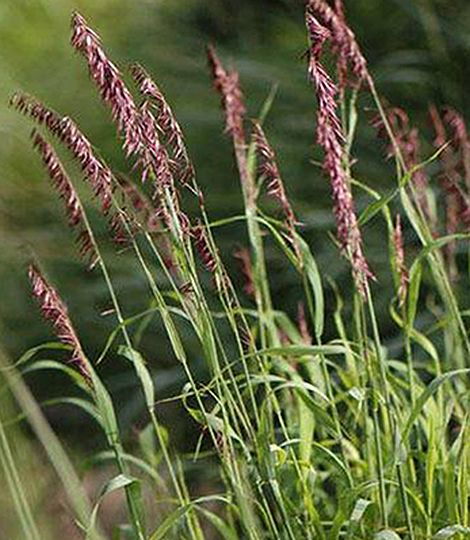 Melica 'Atropurpurea'